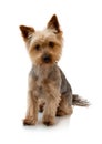 Adorable Australian Silky Terrier sitting, staring and waiting for the command isolated on white background with shadow reflection