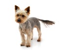 Adorable Australian Silky Terrier staring and waiting for the command isolated on white background with shadow reflection.