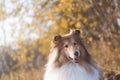 Adorable autumn gold rough collie portrait Royalty Free Stock Photo