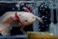 An adorable axolotl swims next to bubbles in the water