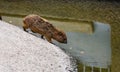 Adorable baby beaver stands atop a riverbank, poised to take a sip of water from the river below Royalty Free Stock Photo