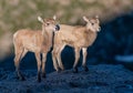 Baby Bighorn Sheep Twins Royalty Free Stock Photo