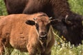 Adorable Baby Bison Calf on a Summer Day