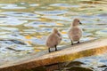 Adorable baby black swan siblings standing on a wooden plank in the pool at Kugulu Park in Ankara