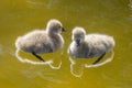 Adorable baby black swan siblings swimming in the pool at Kugulu Park in Ankara Royalty Free Stock Photo