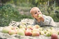 Adorable baby boy eating apple playing in the garden . Child having fun on family picnic in summer garden. Kids eat fruit. Healthy Royalty Free Stock Photo