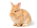 Adorable baby brown rabbits isolated on white background.