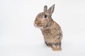 Adorable baby bunny gazing cheerfully