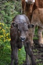 Adorable Baby Calf on Wobbly Legs in England