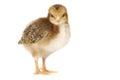 Adorable Baby Chick Chicken on White Background Royalty Free Stock Photo