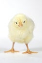 Adorable Baby Chick Chicken on White Background Royalty Free Stock Photo