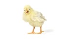 Adorable Baby Chick Chicken on White Background Royalty Free Stock Photo