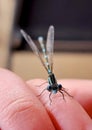 Adorable Baby Dragonfly