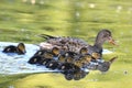Baby ducks swimming alongside its mother in a tranquil pond Royalty Free Stock Photo