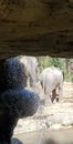 The adorable baby elephant and his mother. Royalty Free Stock Photo