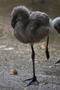 Close up on a baby flamingo resting on one leg