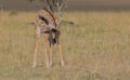 Adorable baby giraffe licking and grooming itself in the wild plains of the masai mara, kenya Royalty Free Stock Photo