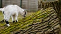 Adorable baby goat jumping around a pasture Royalty Free Stock Photo