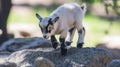 Adorable baby goat kid leaping on rocks, outdoors Royalty Free Stock Photo