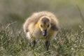 Adorable baby gosling in grass close up