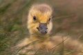 Adorable baby gosling in grass close up