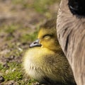 Adorable baby gosling in grass sleeping