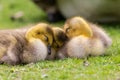 Adorable baby goslings in grass sleeping