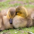 Adorable baby goslings in grass sleeping