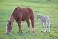 Adorable baby horse with its mother Royalty Free Stock Photo