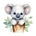 Adorable baby koala watercolor illustration.