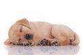 Adorable baby labrador retriever sleeping on white background