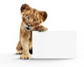 Adorable baby lion cub holding up a mock up blank white poster board for custom advertisement or text. Royalty Free Stock Photo