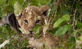 Adorable baby lion cub stares at viewer through foliage