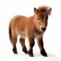 Adorable Baby Pony Standing On White Background