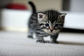 Adorable baby portrait of a munchkin tabby kitten. Feline face and whiskers on a cat. Cute kitty.