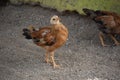 Adorable Baby Quail Chick Looking Up