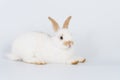 Adorable baby rabbit bunnies brown white looking something while sitting over isolated white background. Easter bunny animal