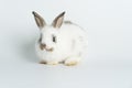 Adorable baby rabbit bunnies looking at camera sitting over isolated white background. Cuddly healthy little rabbit white brown
