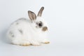 Adorable baby rabbit bunnies looking at camera sitting over isolated white background. Cuddly healthy little rabbit white brown