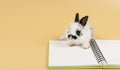 Adorable baby rabbit bunny black and white with diary book sitting over isolated orange pastel background. Fluffy little bunny Royalty Free Stock Photo