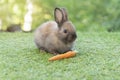 Adorable baby rabbit bunny eating fresh orange carrot sitting on green grass meadow over nature background. Furry brown, black Royalty Free Stock Photo