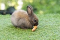 Adorable baby rabbit bunny eating fresh orange carrot sitting on green grass meadow over nature background. Furry rabbit brown, Royalty Free Stock Photo