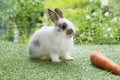 Adorable baby rabbit bunny eating fresh orange carrot sitting on green grass meadow over nature background. Furry rabbit brown, Royalty Free Stock Photo