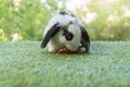 Adorable baby rabbit bunny eating fresh orange carrot sitting on green grass meadow over nature background. Furry holland lop Royalty Free Stock Photo