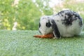 Adorable baby rabbit bunny eating fresh orange carrot sitting on green grass meadow over nature background. Furry holland lop Royalty Free Stock Photo