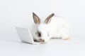 Adorable baby rabbit furry bunny looking at laptop learn something sitting over isolated white background. Little ears bunny white Royalty Free Stock Photo