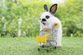 Adorable baby rabbit white black pushing empty yellow shopping basket cart while walking on green grass over nature background.