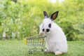 Adorable baby rabbit white black pushing empty yellow shopping basket cart while walking on green grass over nature background.