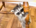 A baby raccoon clinging to a chair leg. Royalty Free Stock Photo