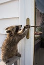 A baby raccoon attempting to open a door.